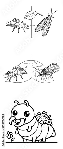 Lacewing Insect Life Cycle Coloring Page Larva To Adult Transformation Bug Metamorphosis Kids Printable Educational Nature Activity Sheet Download