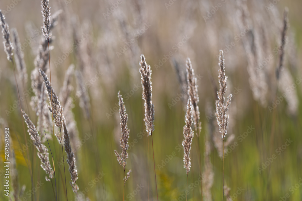 Fototapeta premium Golden grass sways gently in the warm breeze capturing the essence of a tranquil summer meadow