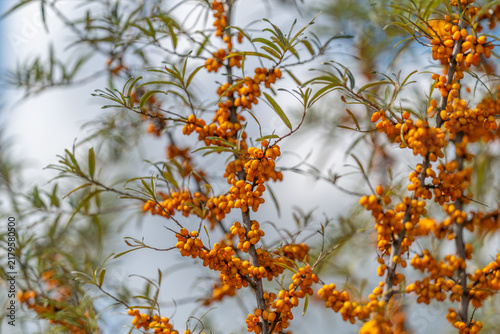Photography Vibrant sea buckthorn berries glowing in sunlight against a clear blue sky