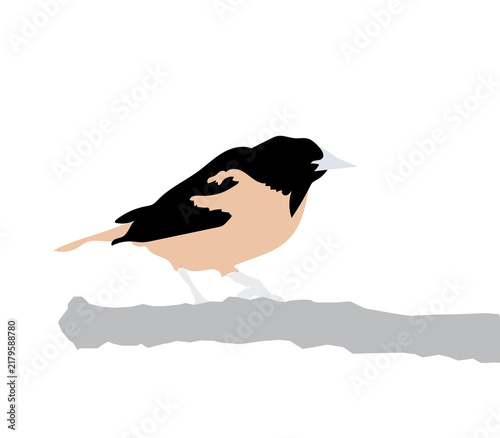 bird on a branch