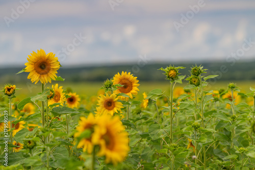 Foto Colorful sunflower field swaying gently under a bright blue sky during a warm af