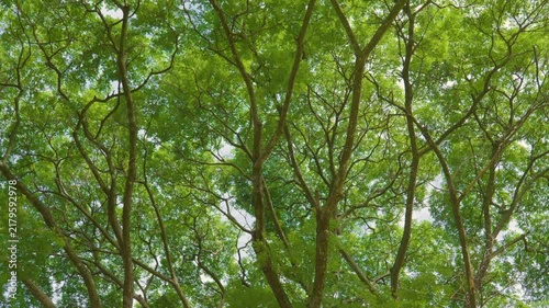 Low angle upward view through dense tropical forest canopy, featuring green leaves, tangled branches, and bright sky, captured in natural daylight.	