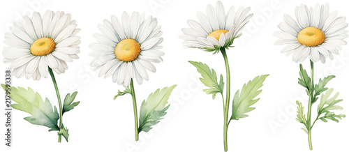 White daisy flowers watercolor set isolated on solid white background clipart bundle