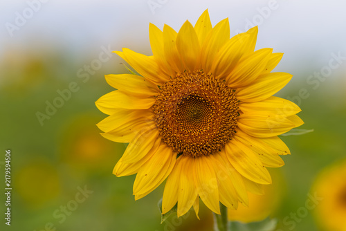 Vibrant sunflower blooms under a clear blue sky in a sunny open field showcasing nature's beauty and warmth