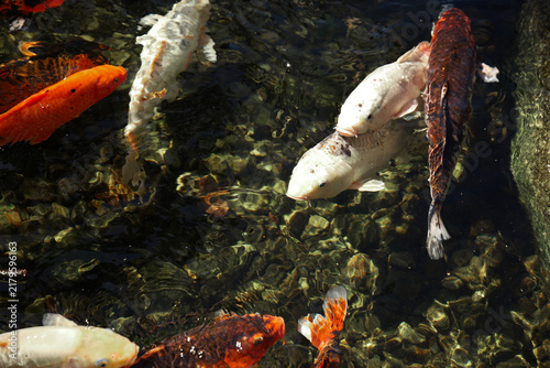 Obraz na plátně Koi fish swimming in a small pond with clear water under sunlight in a garden se