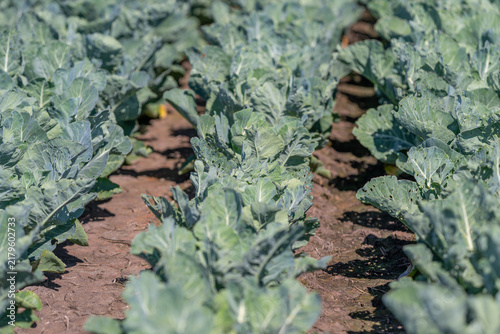 Foto Rows of vibrant green broccoli flourishing under the warm sun in a sprawling fie
