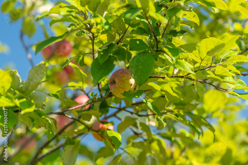 Beneath the sun ripe apples emerge amidst vibrant green leaves in a serene orchard