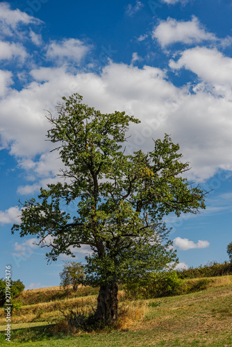 Tapety artystyczne Alter Kirschbaum