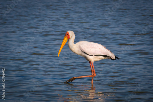 Принти на полотні The elegant walk of an African Yellow billed stork wading through the waters of