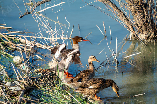 View of a female red-breasted merganser with wings spread alongside two mallard ducks on the muddy bank of a pond in Lehi, Utah, United States.