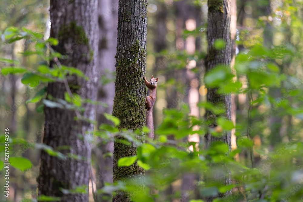 Fototapeta premium Squirrel adventures in the forest during a peaceful afternoon