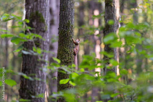 Squirrel adventures in the forest during a peaceful afternoon