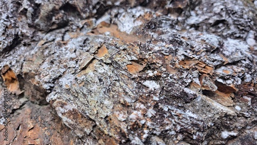 Close-up of rugged tree bark texture with natural patterns