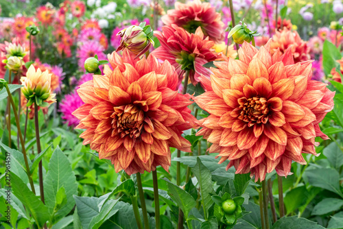Obraz na plátně Large honey-colored dahlias of a beautiful variety in an autumn flower garden