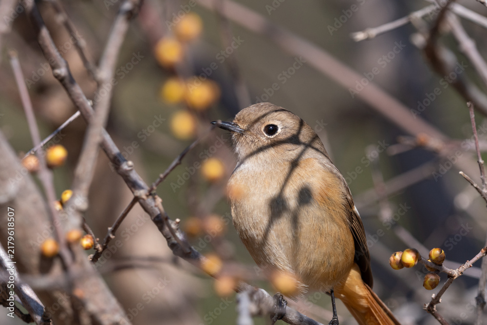 Fototapeta premium Female Daurian redstart perched on wintersweet branch with copy space in soft sunlight