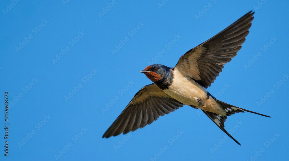 Fototapeta premium Swallow bird flying against a clear blue sky 