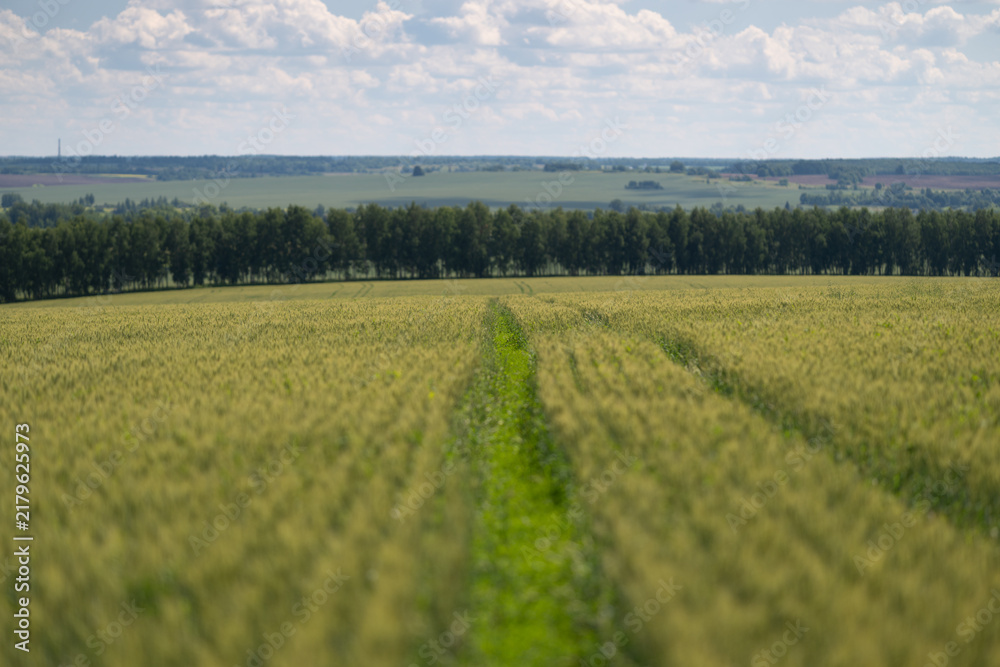 Obraz premium Golden fields of grain stretching toward distant hills under a blue sky filled with fluffy clouds invite a sense of peace and tranquility