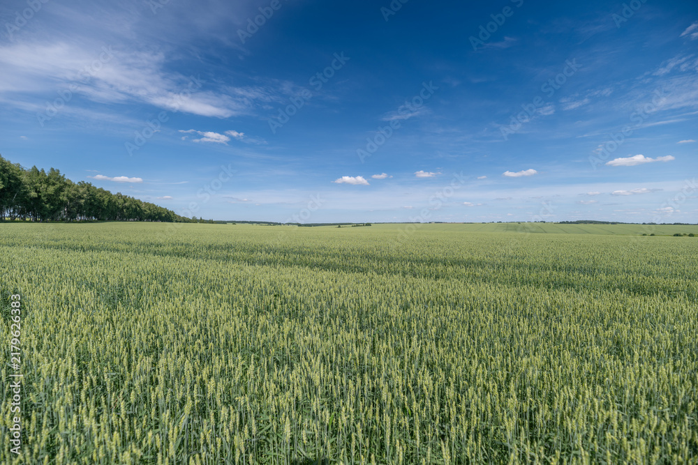 Obraz premium Endless green fields under a clear blue sky stretching far into the horizon during a sunny day