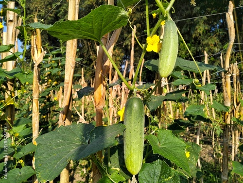 Fresh green cucumbers hanging on the vine with yellow flowers in an organic farm field during golden hour. Cucumber in the garden