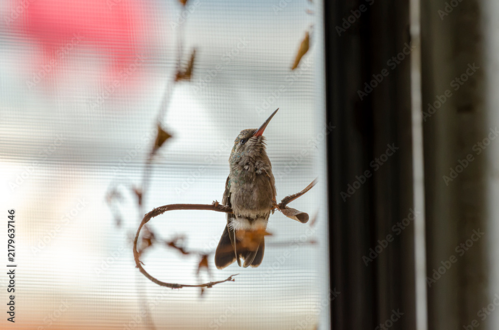 Fototapeta premium colibrí, ave, pájaro, naturaleza, fauna, vida silvestre, animal, biodiversidad, ornitología, fotografía de naturaleza, fotografía de aves, observación de aves, colibrí pequeño, pico largo, plumaje, pl