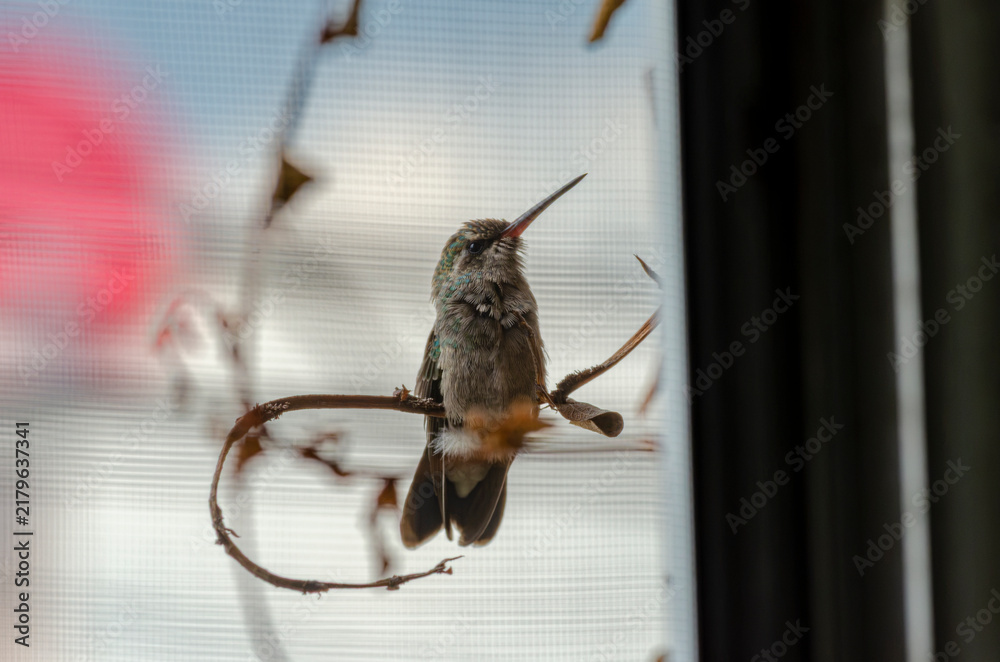 Obraz premium colibrí, ave, pájaro, naturaleza, fauna, vida silvestre, animal, biodiversidad, ornitología, fotografía de naturaleza, fotografía de aves, observación de aves, colibrí pequeño, pico largo, plumaje, pl
