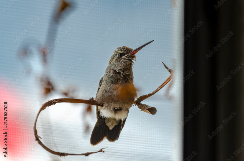 Obraz premium colibrí, ave, pájaro, naturaleza, fauna, vida silvestre, animal, biodiversidad, ornitología, fotografía de naturaleza, fotografía de aves, observación de aves, colibrí pequeño, pico largo, plumaje, pl