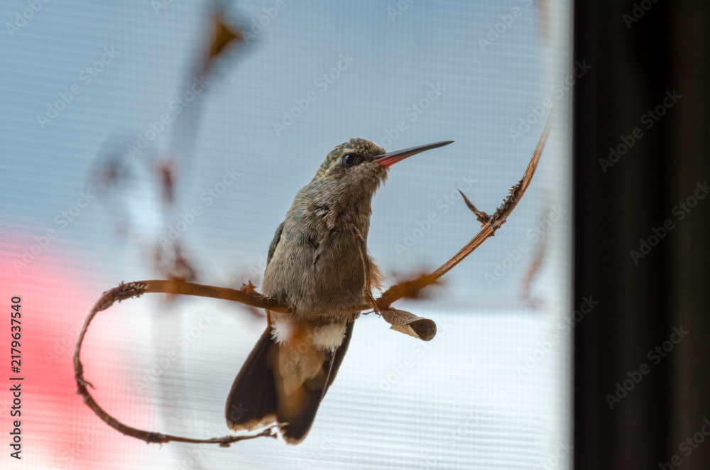 Obraz premium colibrí, ave, pájaro, naturaleza, fauna, vida silvestre, animal, biodiversidad, ornitología, fotografía de naturaleza, fotografía de aves, observación de aves, colibrí pequeño, pico largo, plumaje, pl