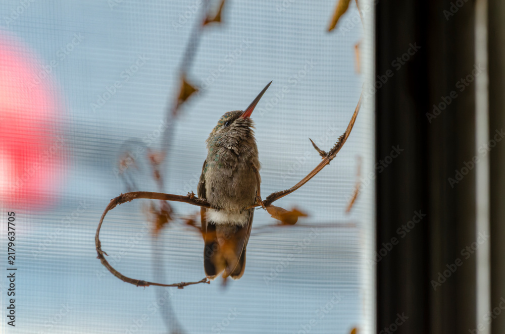 Fototapeta premium colibrí, ave, pájaro, naturaleza, fauna, vida silvestre, animal, biodiversidad, ornitología, fotografía de naturaleza, fotografía de aves, observación de aves, colibrí pequeño, pico largo, plumaje, pl