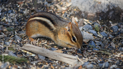 Eastern Chipmunk Foraging for Seeds on Forest Floor