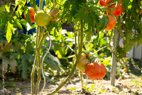 Red and green tomatoes grow on supported plants in a bright outdoor vegetable garden patch. Sunlight shines through the lush green leaves and soil.
