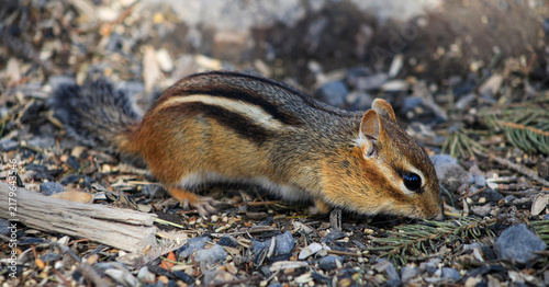 Eastern Chipmunk Foraging for Food on the Ground in Spring