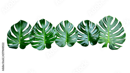 Canvastavla Monstera green fern leafisolated on white background