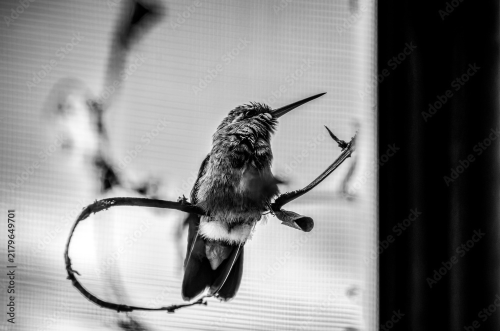 Fototapeta premium colibrí, ave, pájaro, naturaleza, fauna, vida silvestre, animal, biodiversidad, ornitología, fotografía de naturaleza, fotografía de aves, observación de aves, colibrí pequeño, pico largo, plumaje, pl