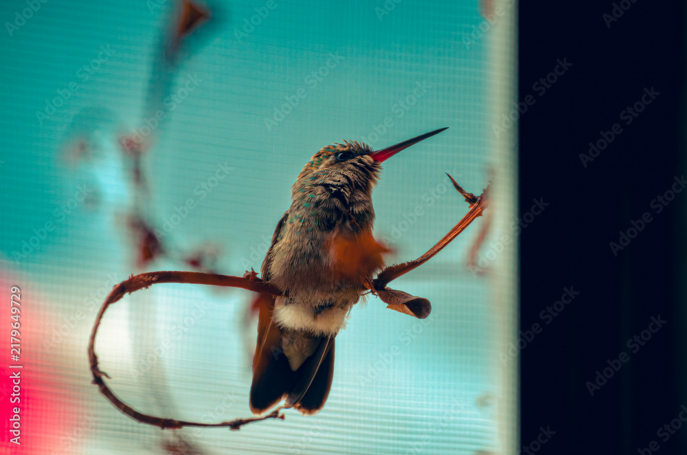 Fototapeta premium colibrí, ave, pájaro, naturaleza, fauna, vida silvestre, animal, biodiversidad, ornitología, fotografía de naturaleza, fotografía de aves, observación de aves, colibrí pequeño, pico largo, plumaje, pl