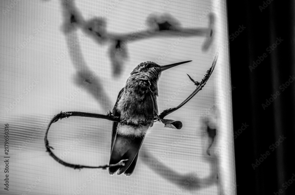 Obraz premium colibrí, ave, pájaro, naturaleza, fauna, vida silvestre, animal, biodiversidad, ornitología, fotografía de naturaleza, fotografía de aves, observación de aves, colibrí pequeño, pico largo, plumaje, pl