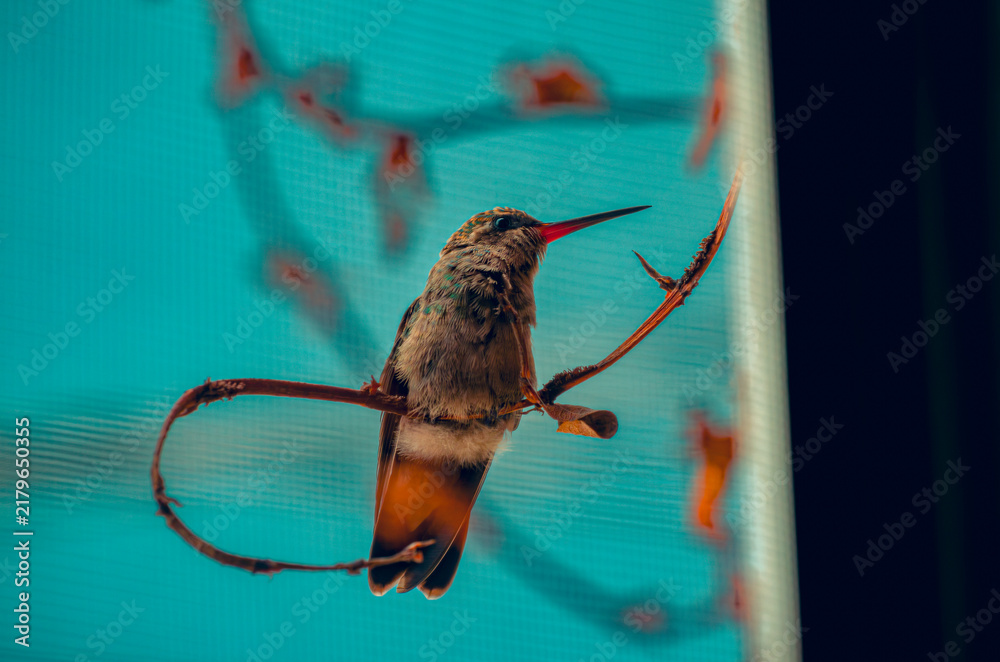 Fototapeta premium colibrí, ave, pájaro, naturaleza, fauna, vida silvestre, animal, biodiversidad, ornitología, fotografía de naturaleza, fotografía de aves, observación de aves, colibrí pequeño, pico largo, plumaje, pl