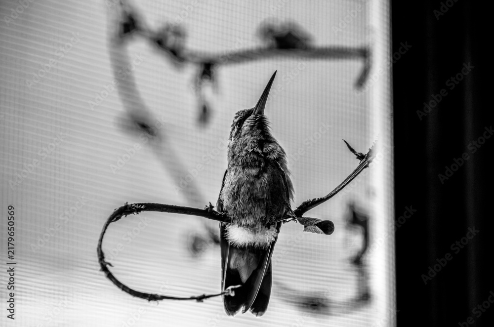 Obraz premium colibrí, ave, pájaro, naturaleza, fauna, vida silvestre, animal, biodiversidad, ornitología, fotografía de naturaleza, fotografía de aves, observación de aves, colibrí pequeño, pico largo, plumaje, pl