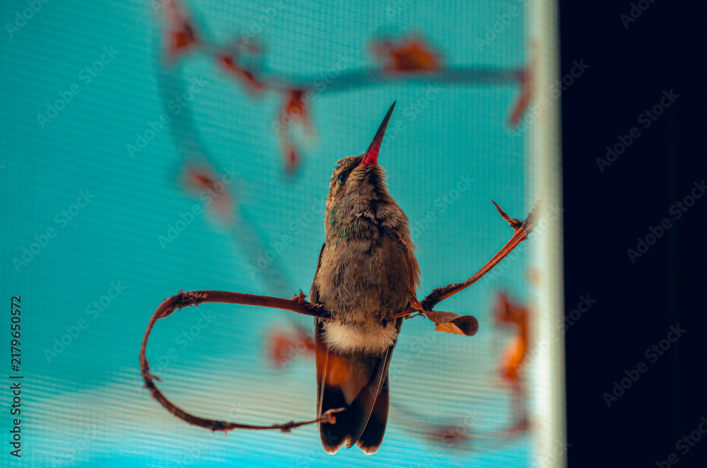 Obraz premium colibrí, ave, pájaro, naturaleza, fauna, vida silvestre, animal, biodiversidad, ornitología, fotografía de naturaleza, fotografía de aves, observación de aves, colibrí pequeño, pico largo, plumaje, pl