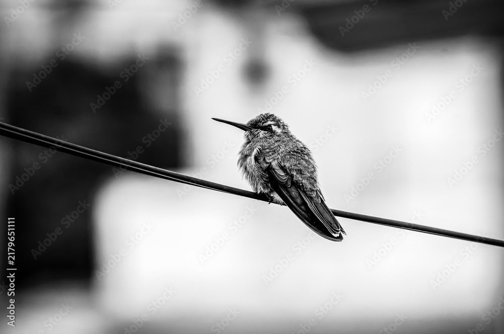 Obraz premium colibrí, ave, pájaro, naturaleza, fauna, vida silvestre, animal, biodiversidad, ornitología, fotografía de naturaleza, fotografía de aves, observación de aves, colibrí pequeño, pico largo, plumaje, pl