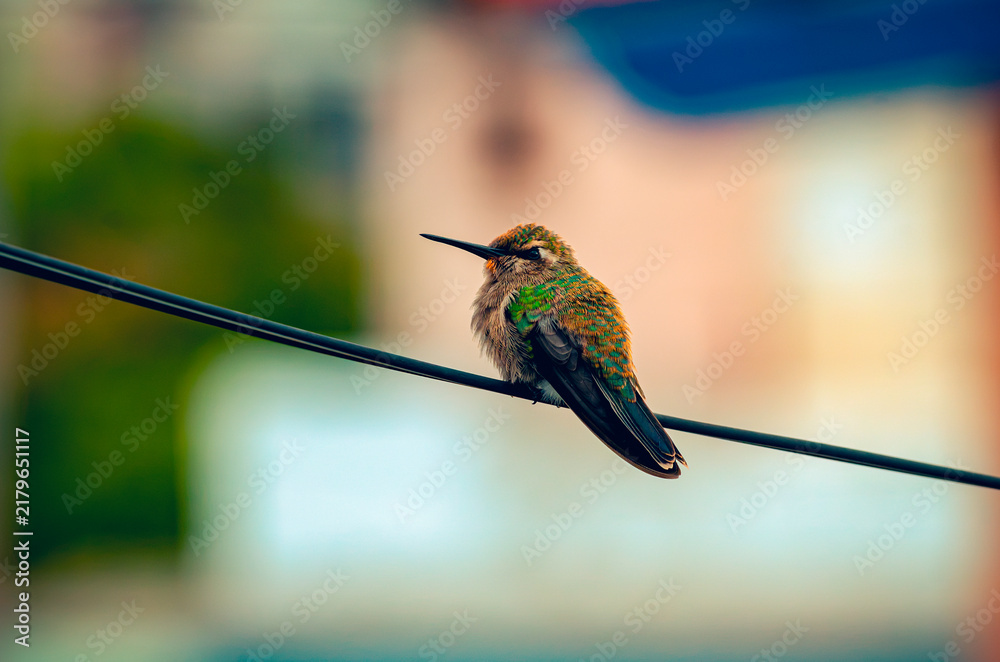Fototapeta premium colibrí, ave, pájaro, naturaleza, fauna, vida silvestre, animal, biodiversidad, ornitología, fotografía de naturaleza, fotografía de aves, observación de aves, colibrí pequeño, pico largo, plumaje, pl