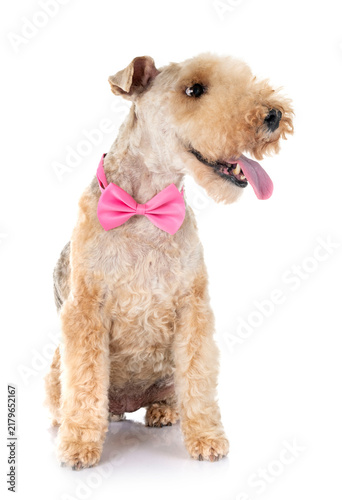 Принти на полотні lakeland terrier in studio
