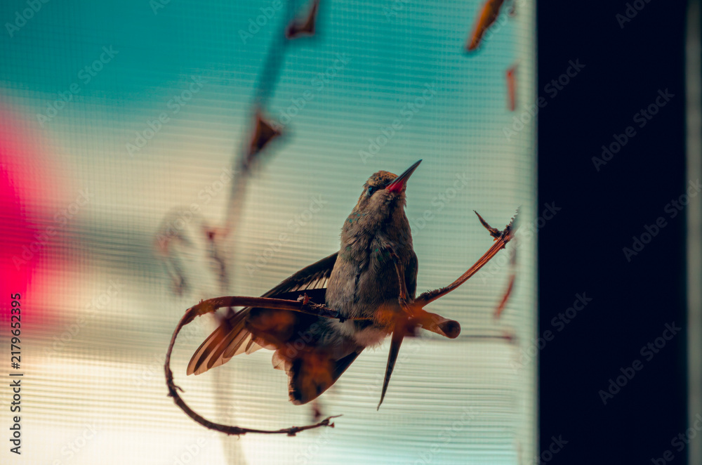 Obraz premium colibrí, ave, pájaro, naturaleza, fauna, vida silvestre, animal, biodiversidad, ornitología, fotografía de naturaleza, fotografía de aves, observación de aves, colibrí pequeño, pico largo, plumaje, pl