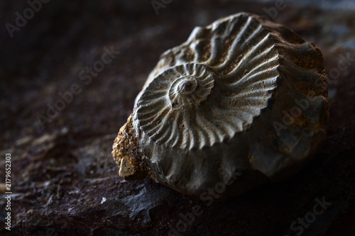 Canvastavla Small Section Of An Extinct Coil Shelled Ammonite Shell Fossil, Ammonoids