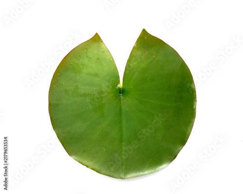 Quadro su tela leaf of nenuphar