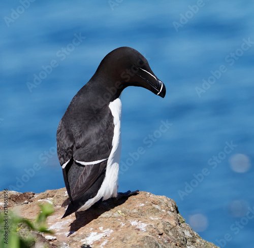 Foto A Razorbill, Alca torda, With Head Turned To The Side Sitting On A Cliff Edge, S
