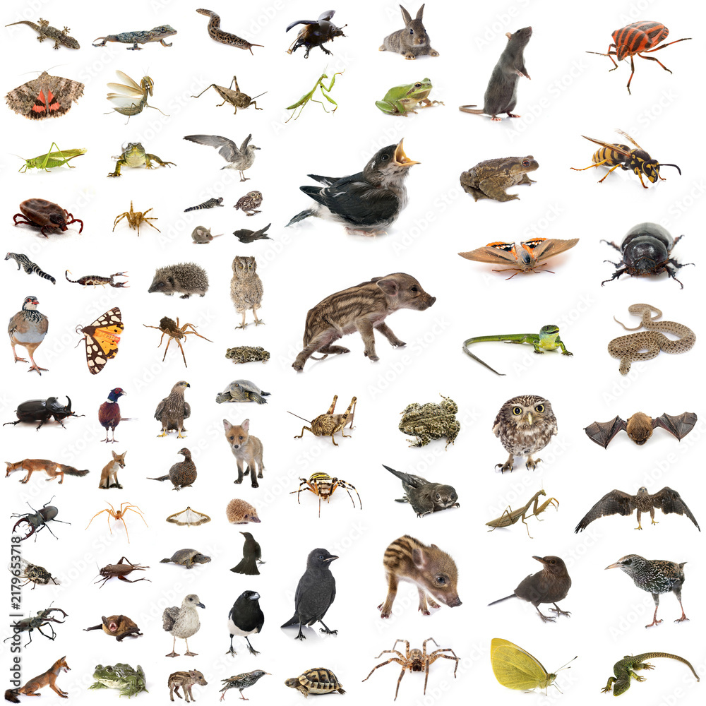 Fototapeta premium european wildlife in studio
