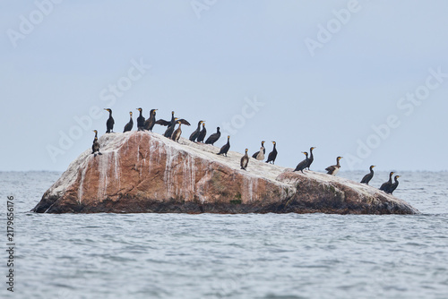 Foto Flock of Great Cormorants Phalacrocorax carbo and seagull standing on a giant ro