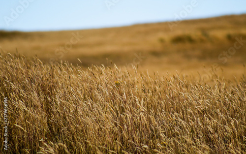 Coyhaique Patagonia Chile Close-Up of Golden Dry Grass Field in Shallow Depth of Field