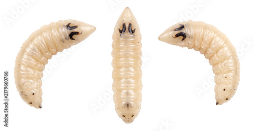 white blowfly larvae and maggots crawling on a transparent background
