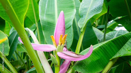 Quadro su tela Pink Banana Blossom and Wild Flower